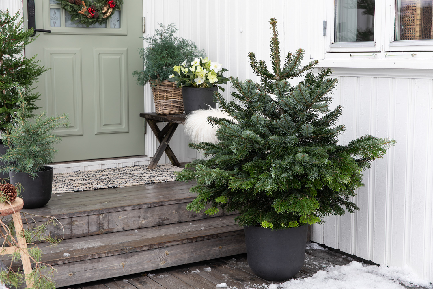 Vintergr&oslash;nne planter