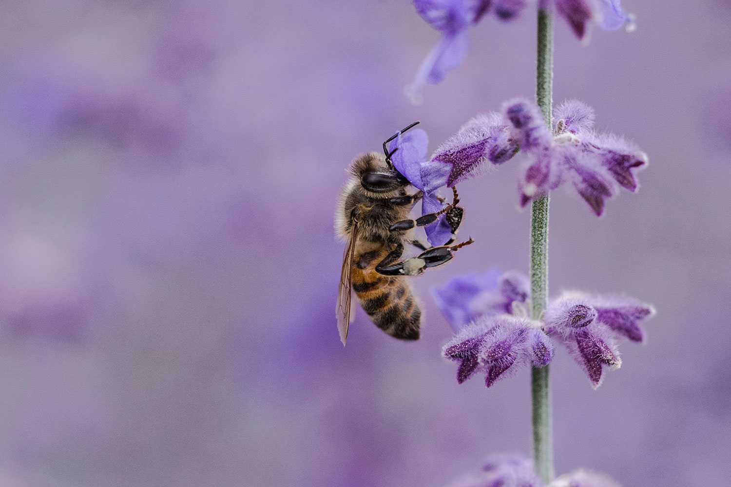 Bievennlig lavendel