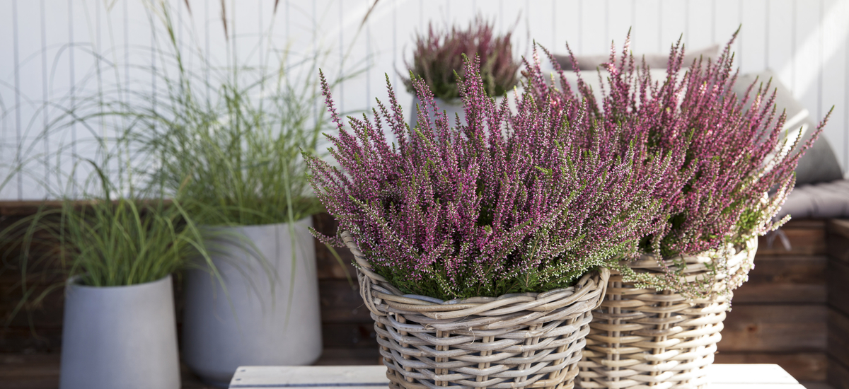 Calluna lyng