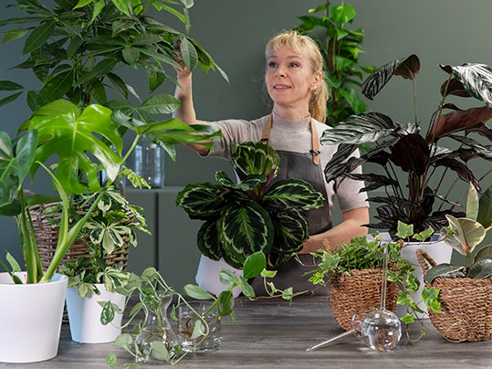 Slik steller du gr&oslash;nne planter