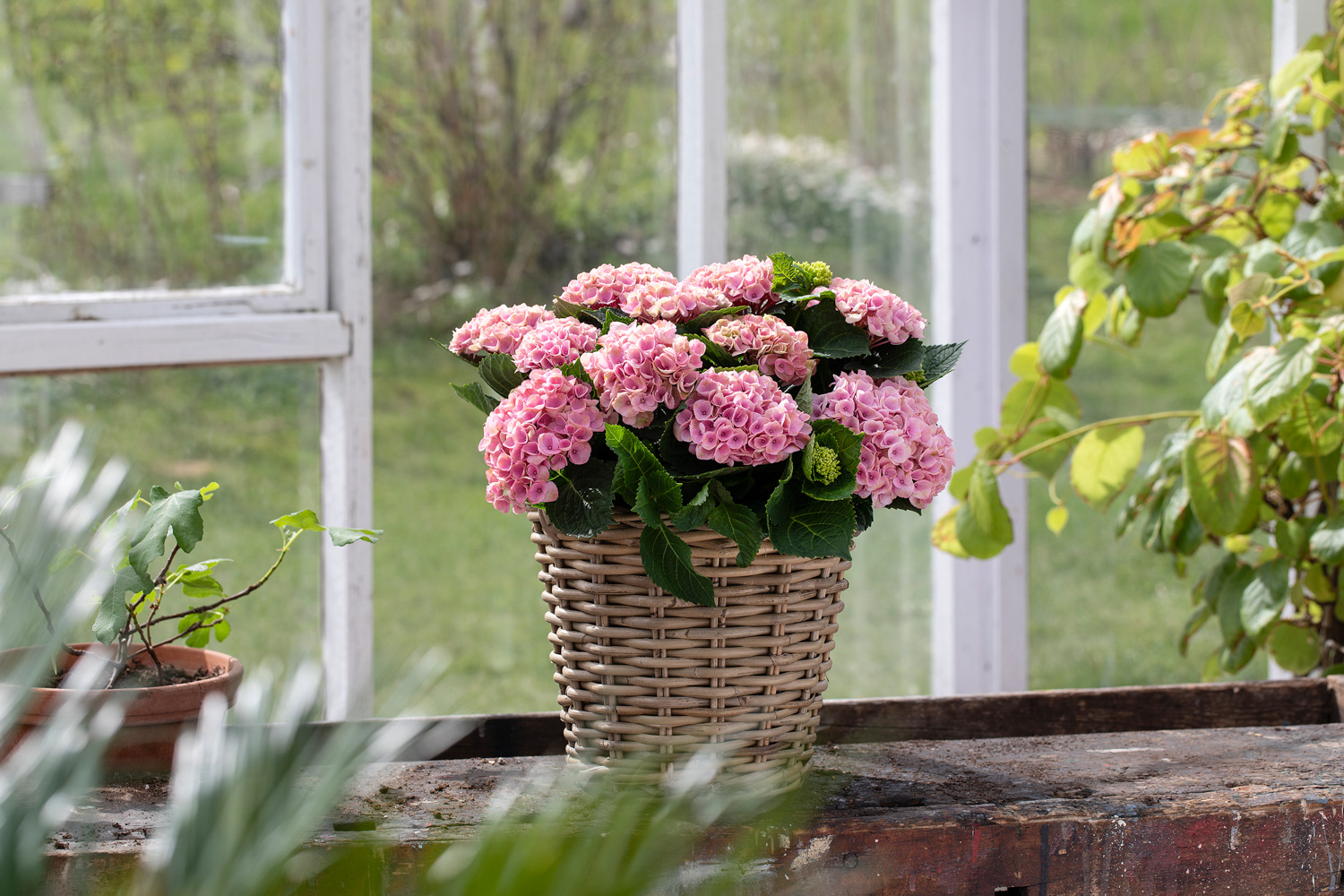 Rosa Hortensia Magical