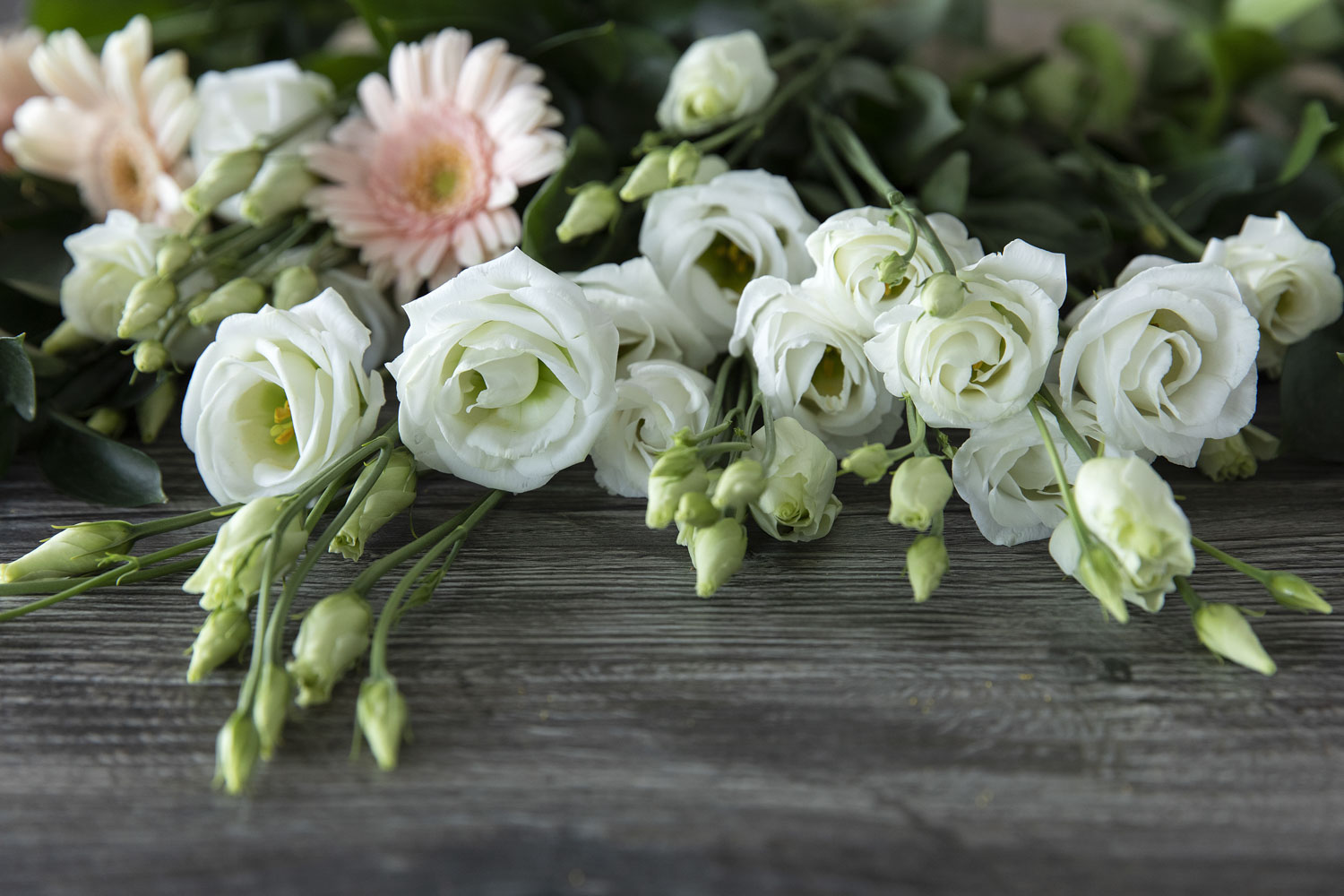 Lisianthus