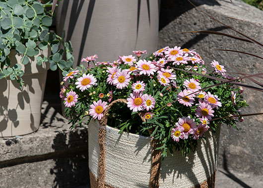 Rosa margeritt