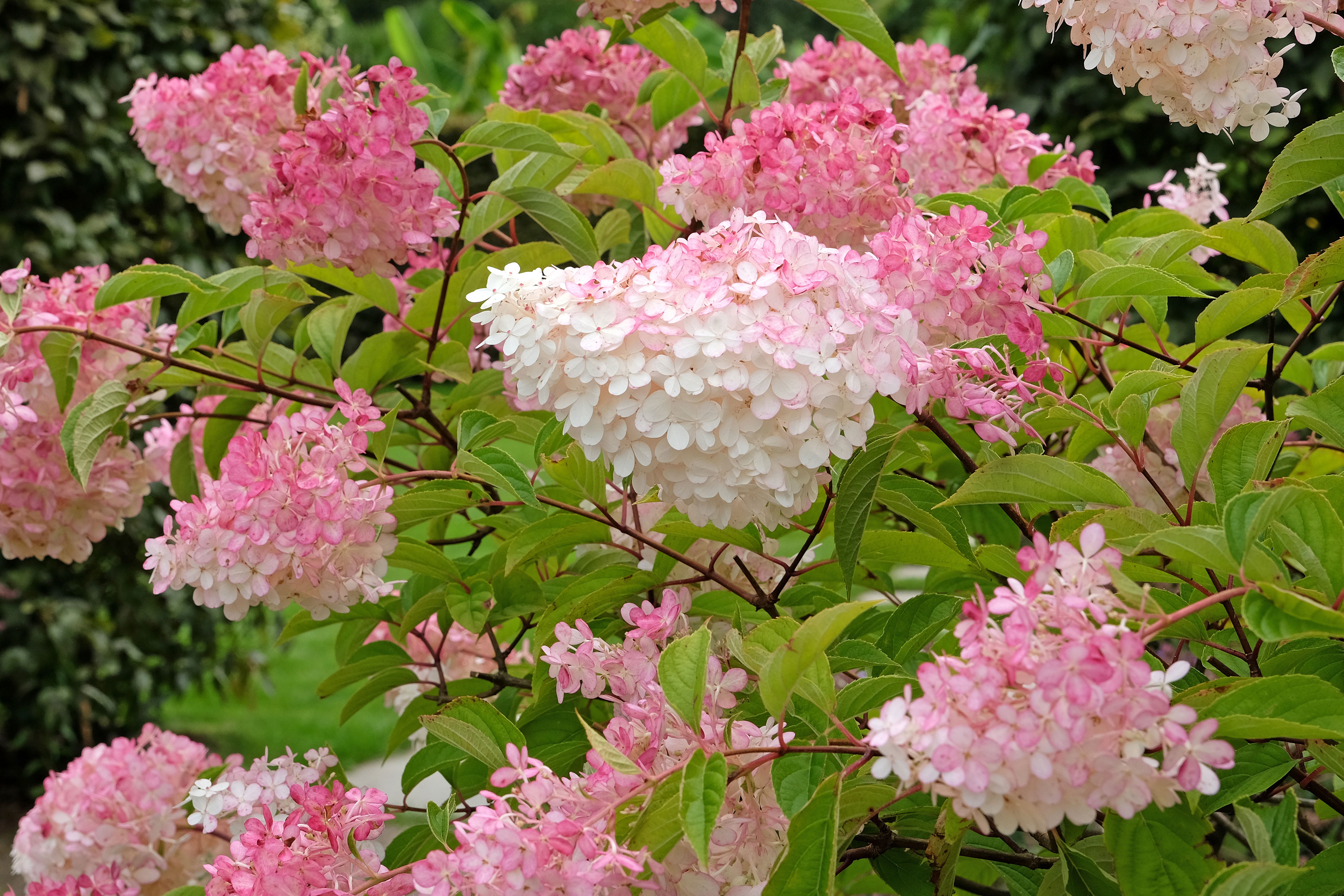 Syrinhortensia