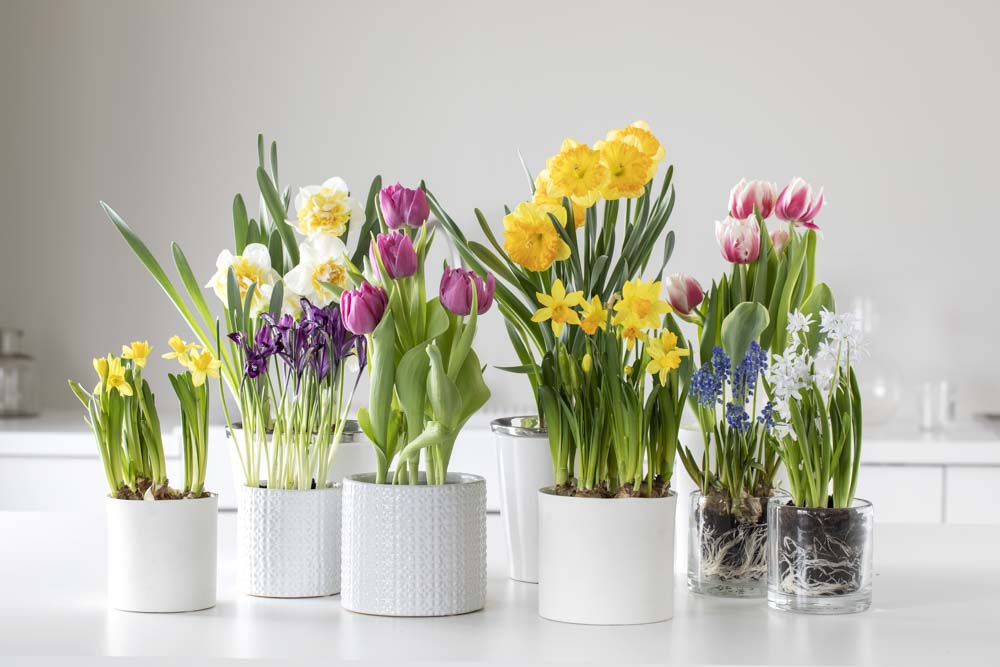 L&oslash;kblomster