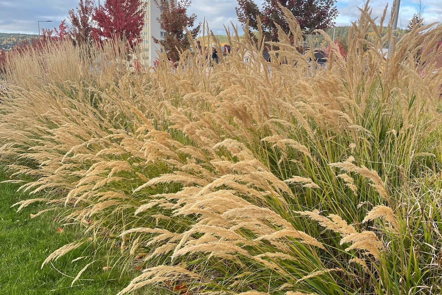 Calamagrostis &lsquo;Karl Froster prydgress