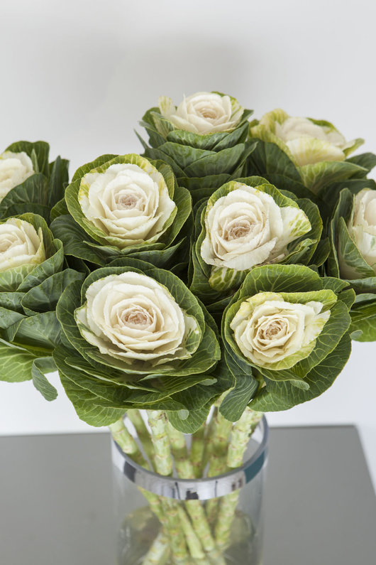 Brassica