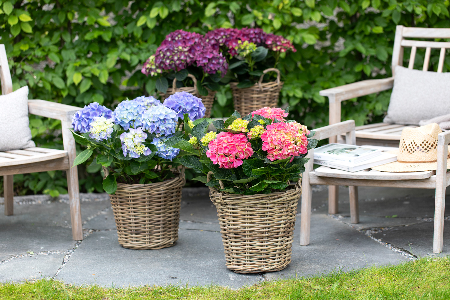Hagehortensia