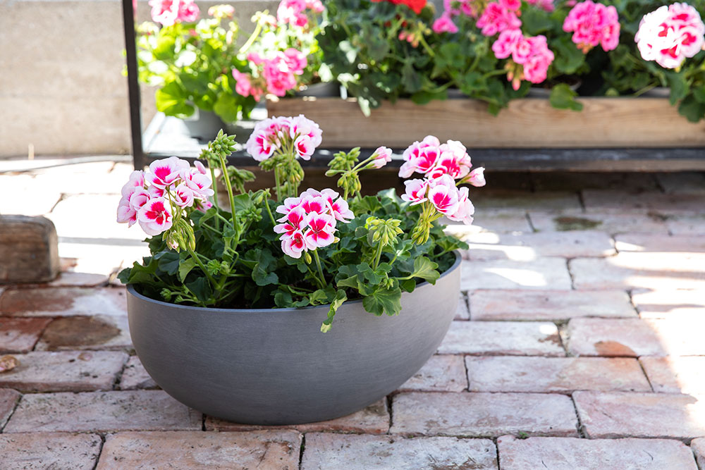 Pelargonia i stor Ecopot