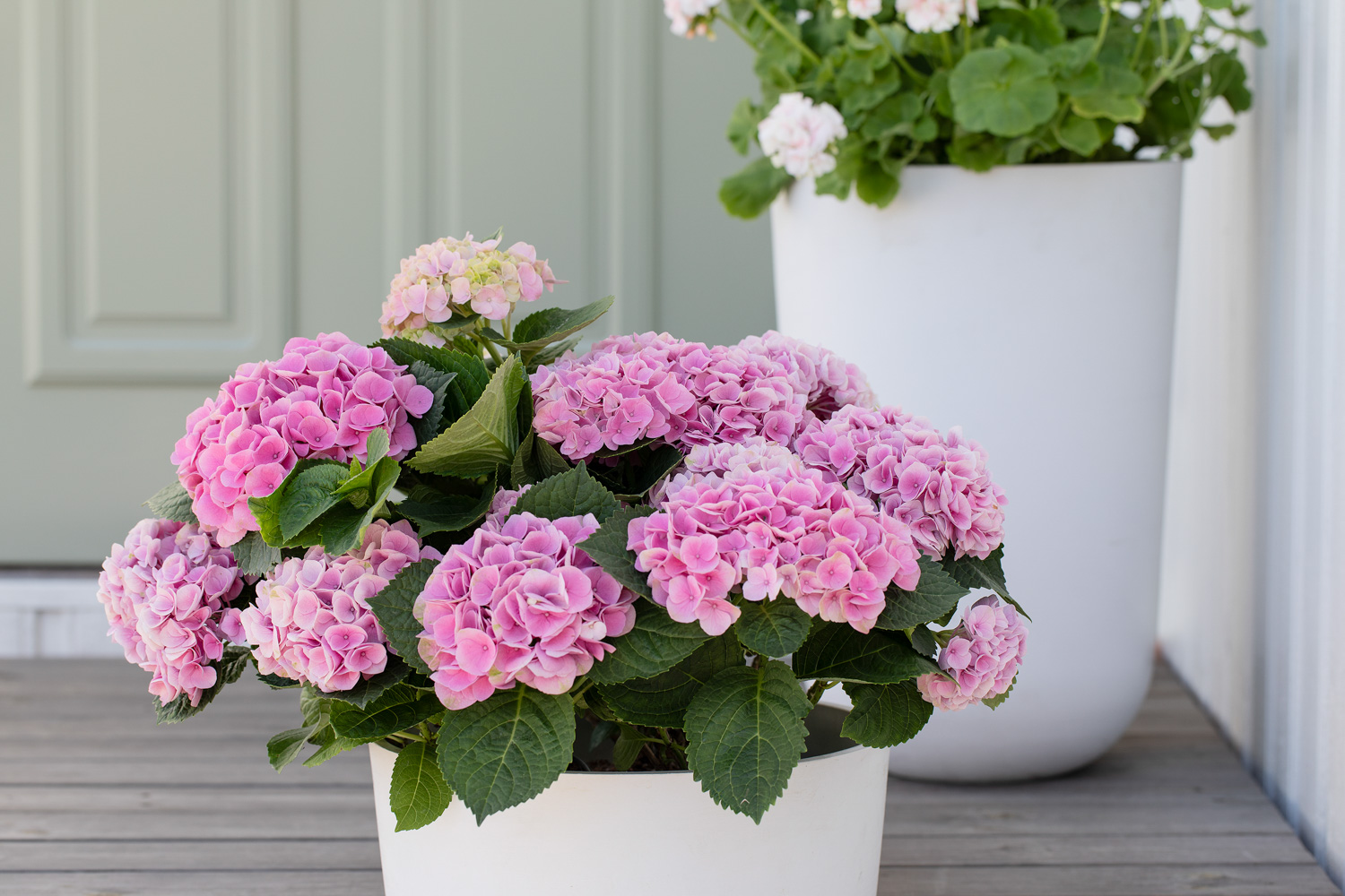Rosa hagehortensia