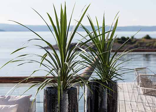 Cordyline