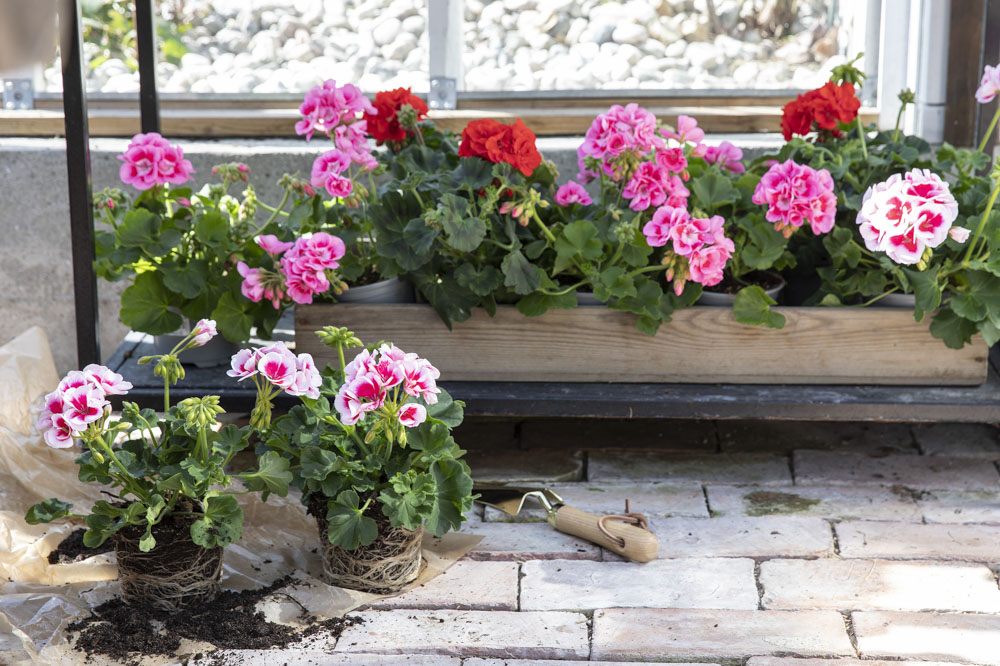 Pelargonia