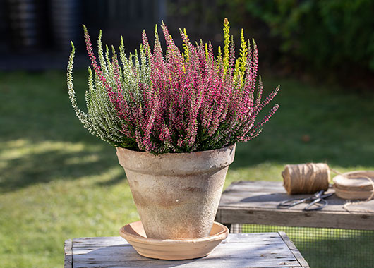Calluna 'Trio' lyng