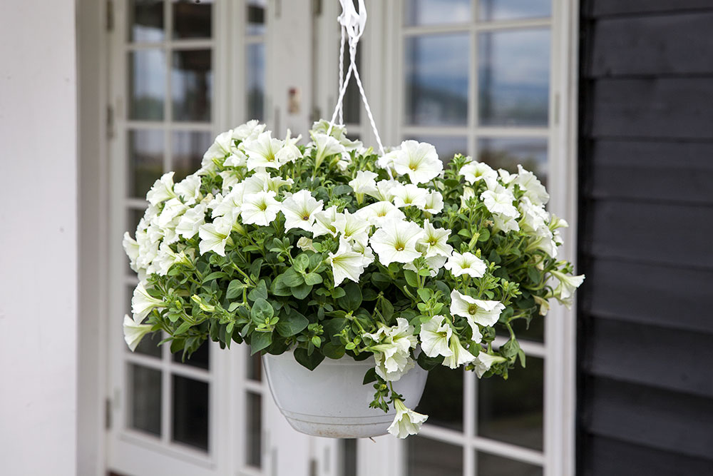 Ampel med surfina petunia