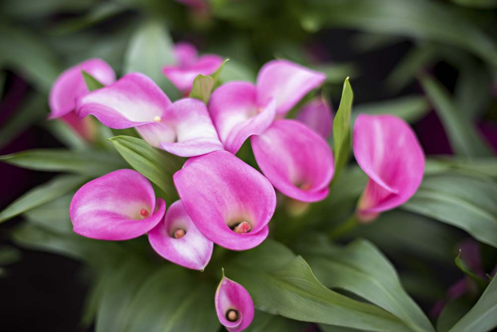 Kala blomst