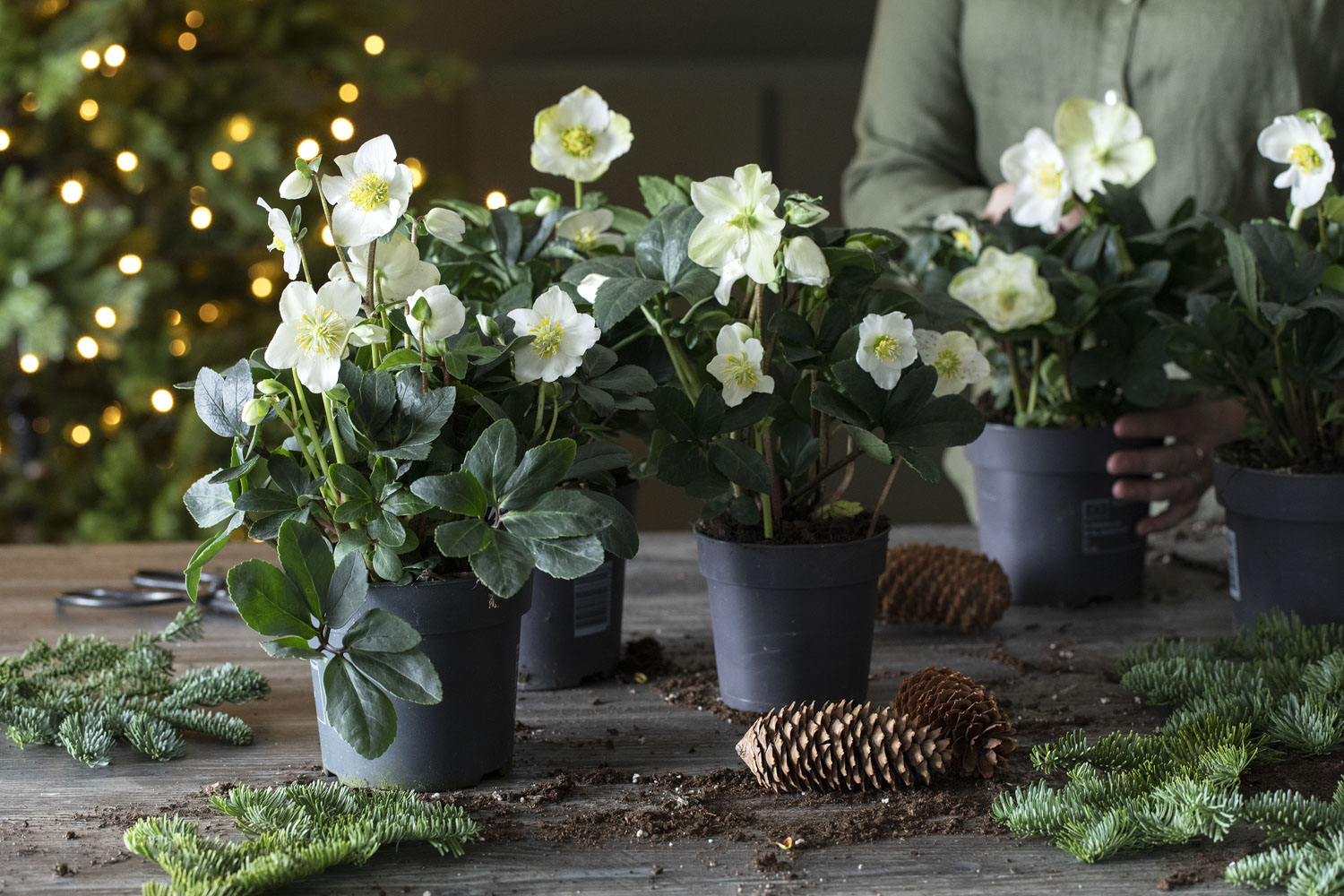 Helleborus julerose