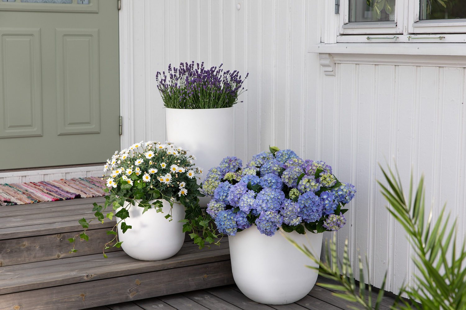 Hagehortensia