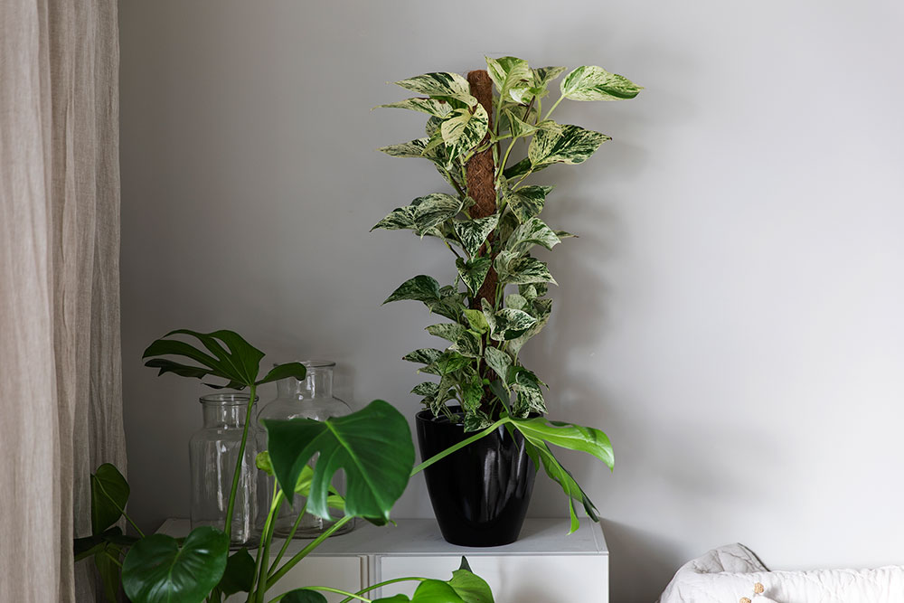 Gullranke Marble Queen p&aring; mosestokk