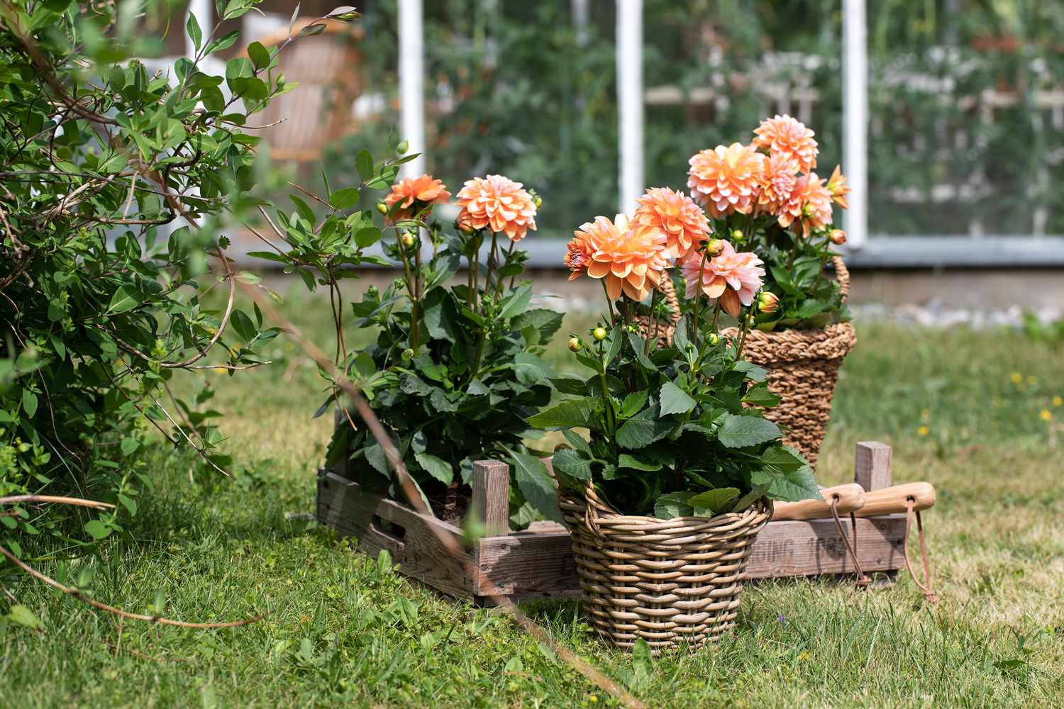 Georginer er en bievennlig blomst