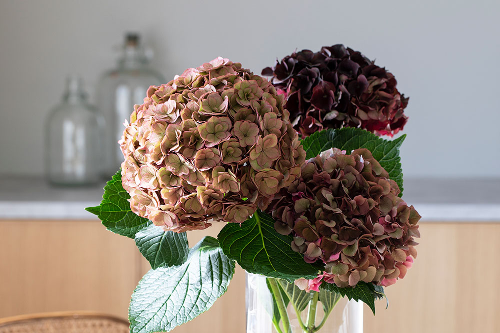 Hortensia snittblomst i vase