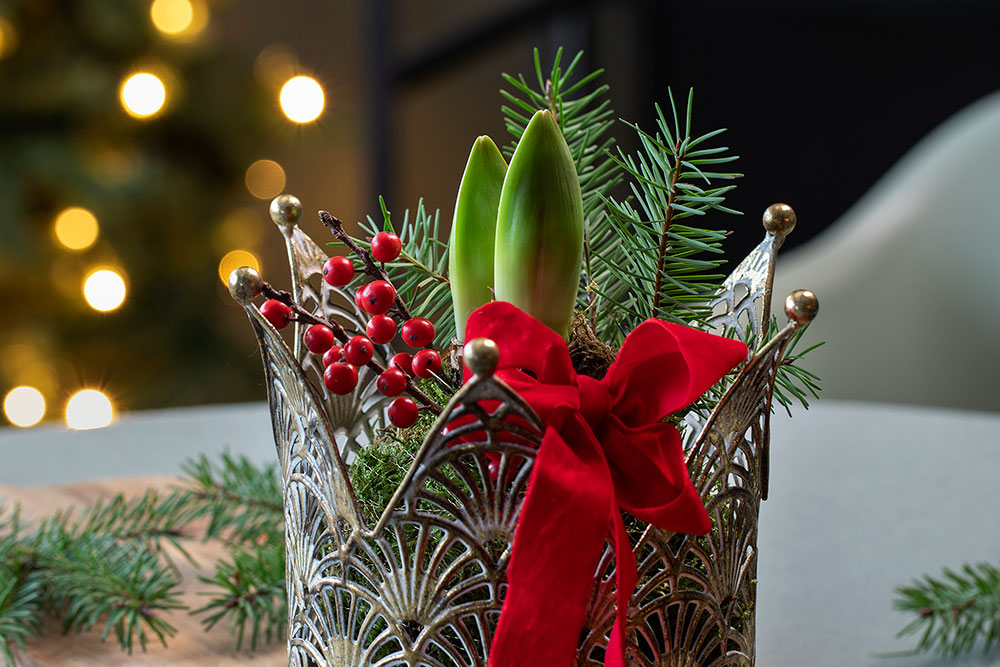 Mosepakket amaryllis i kronepotte