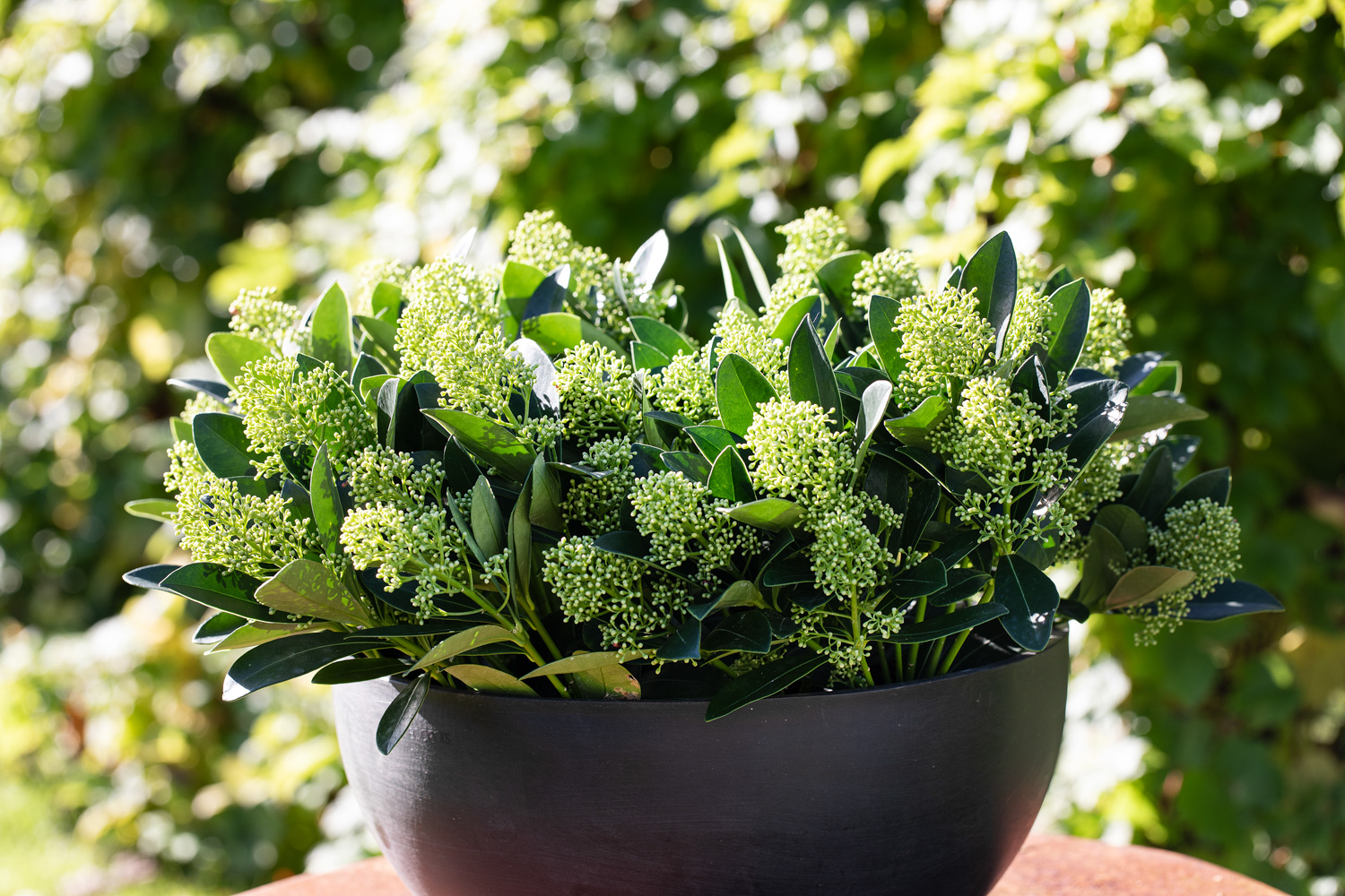 Skimmia i ecopots