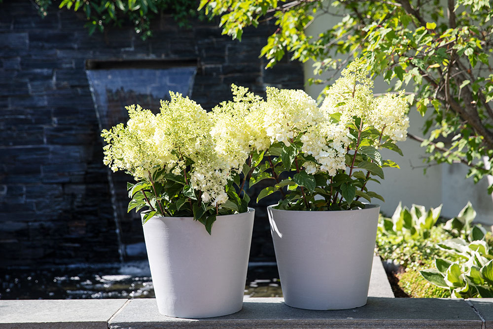 Syrinhortensia