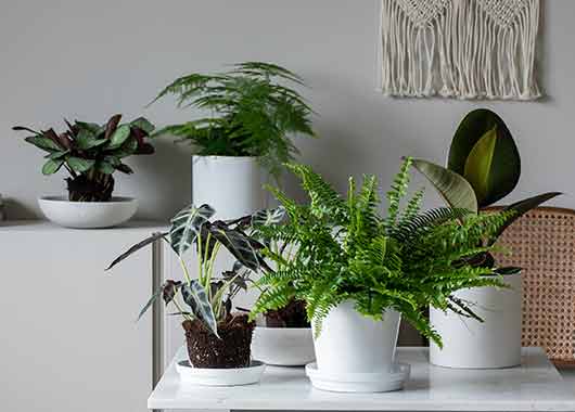 Gr&oslash;nne planter 