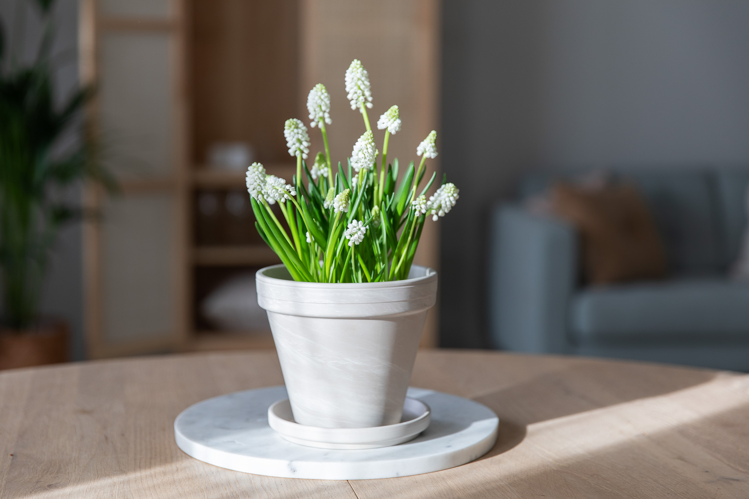 Hvit muscari