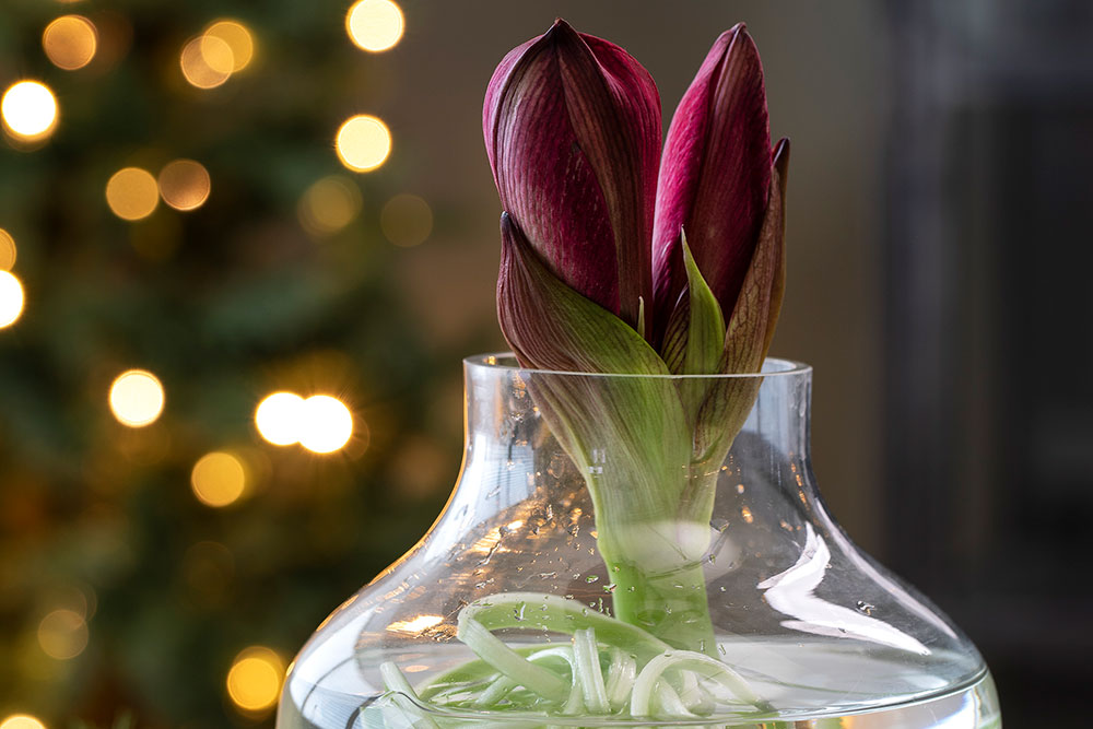 Amaryllis med strimlet stilk i vase