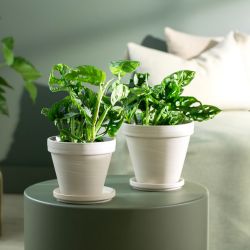 Gr&oslash;nne planter
