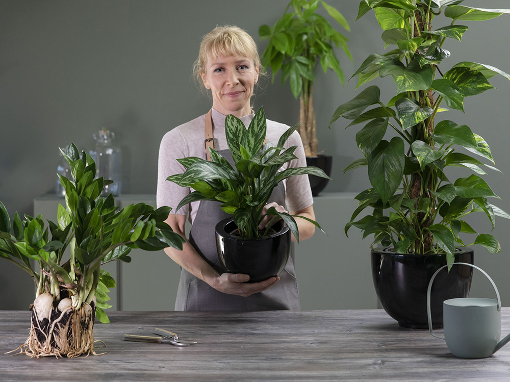 Stelletips gr&oslash;nne planter