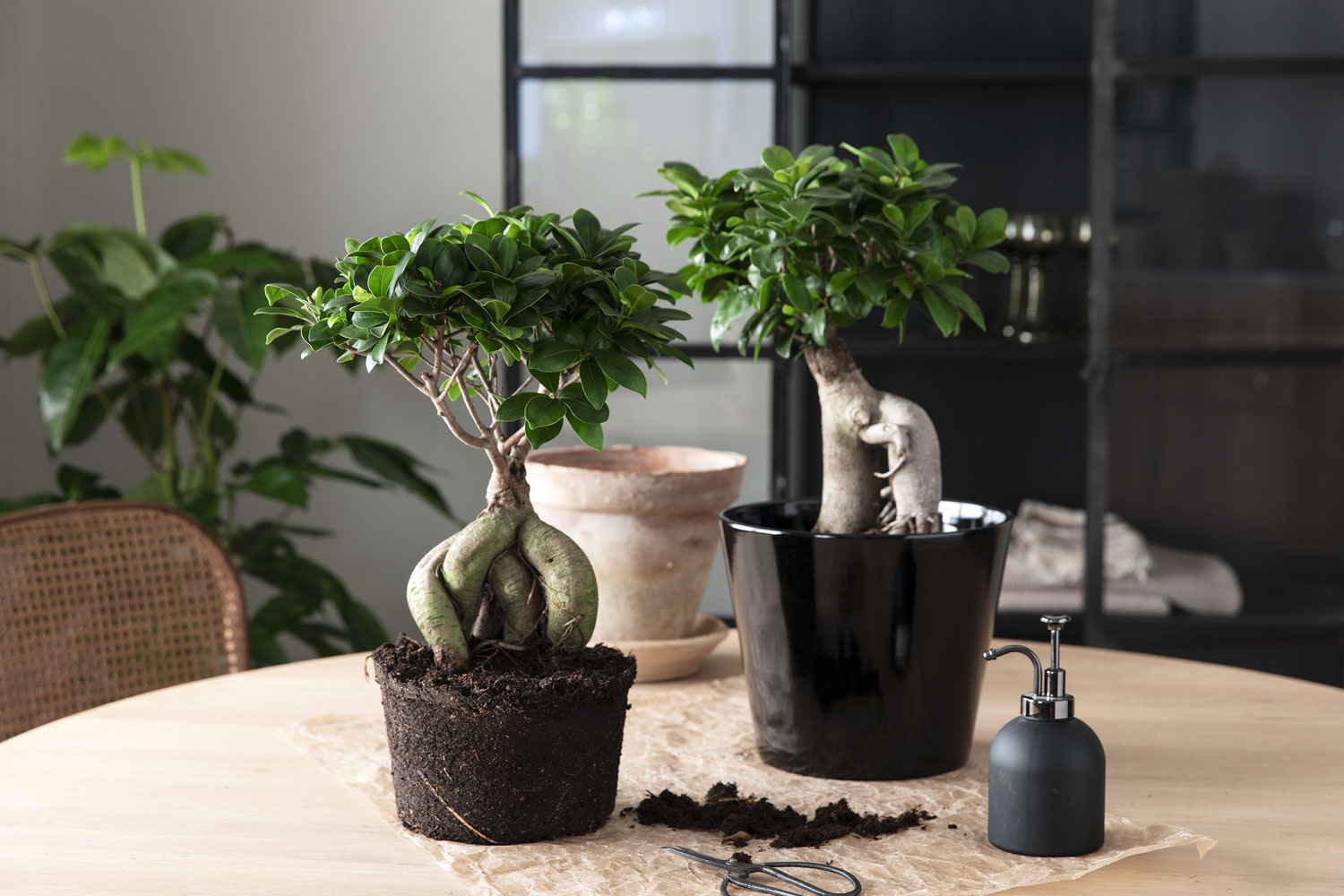 Ficus ginseng