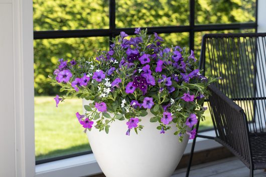 Carillion sm&aring;blomstret petunia