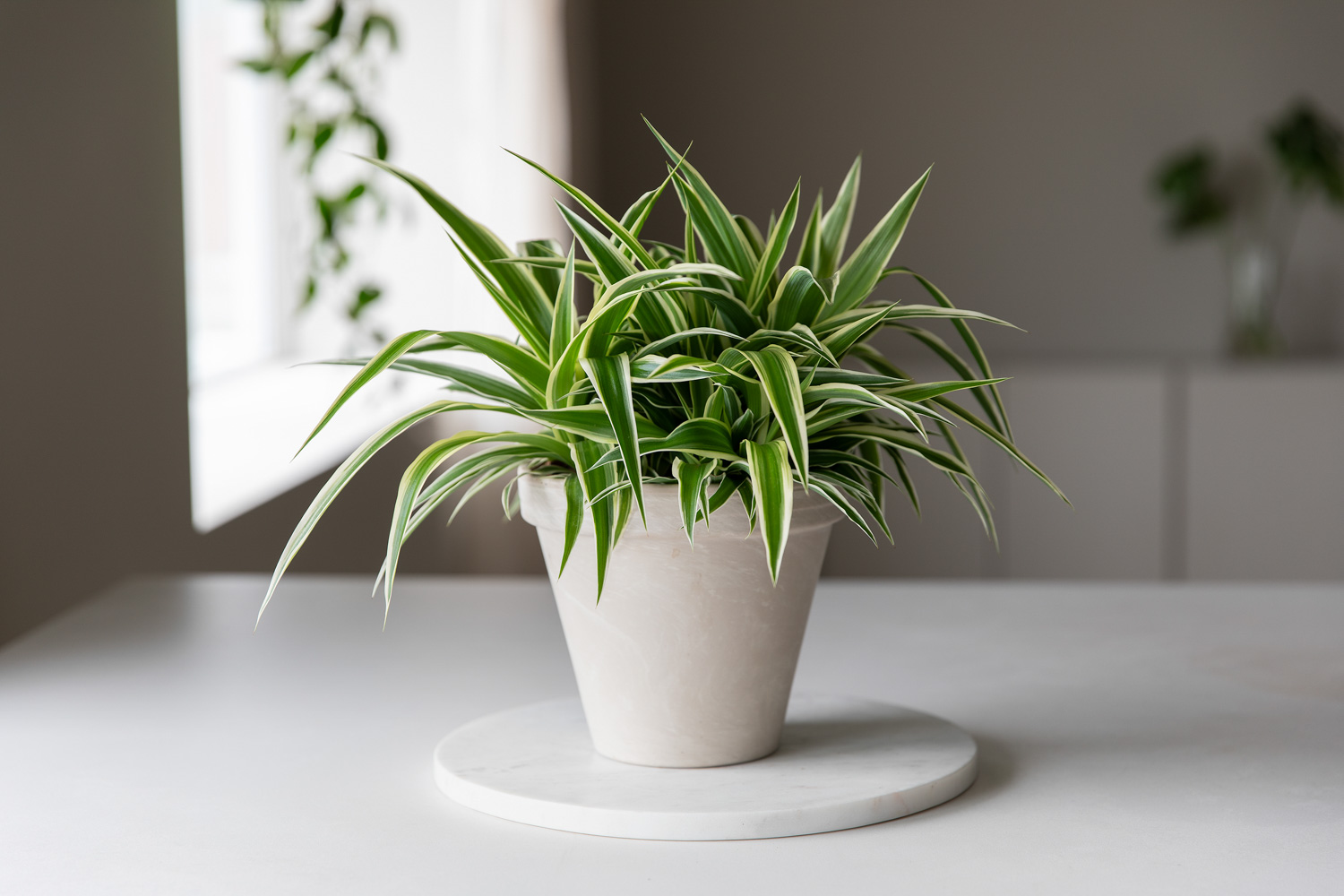 Gr&oslash;nnrenner plante