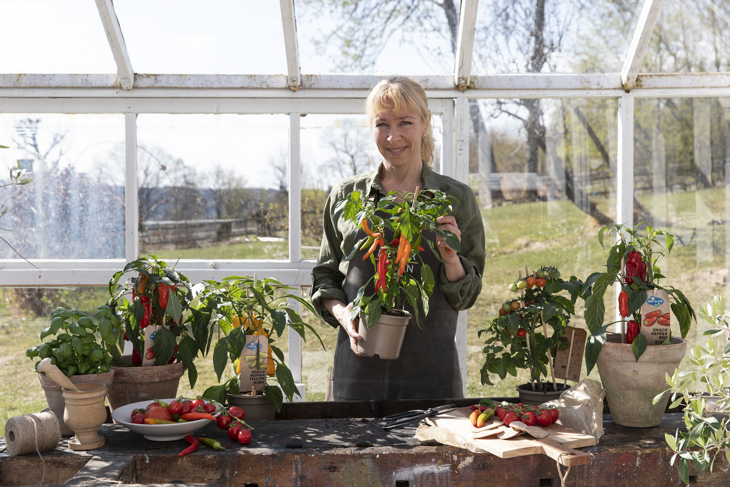 Dyrke tomater, chili og paprika hjemme