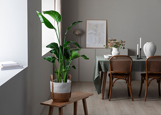 Strelitzia 