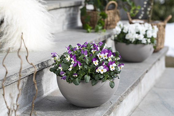 Viola i ecopots