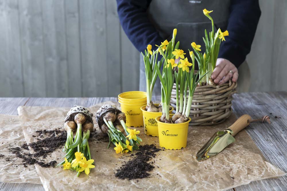Plant v&aring;rblomster