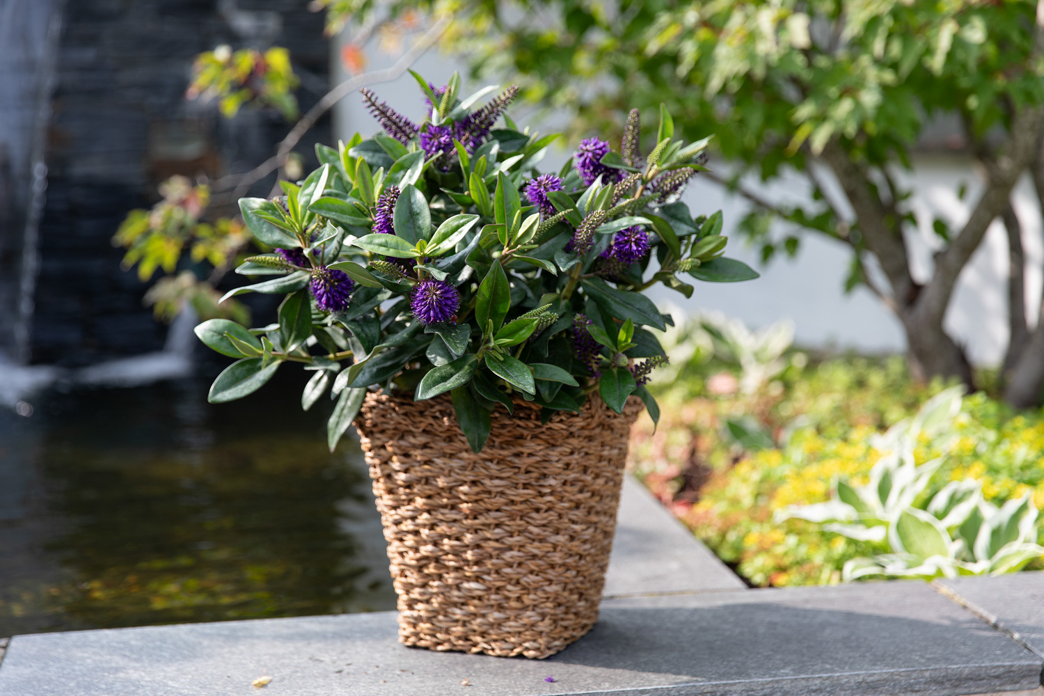 Hebe h&oslash;stblomst