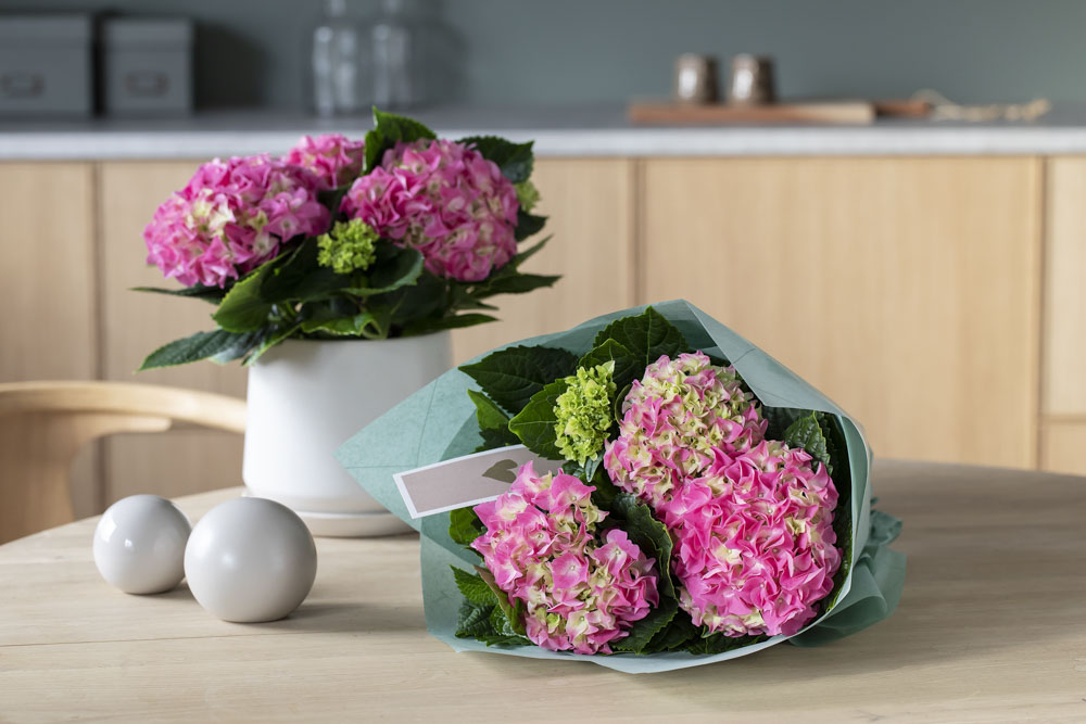 Rosa hortensia