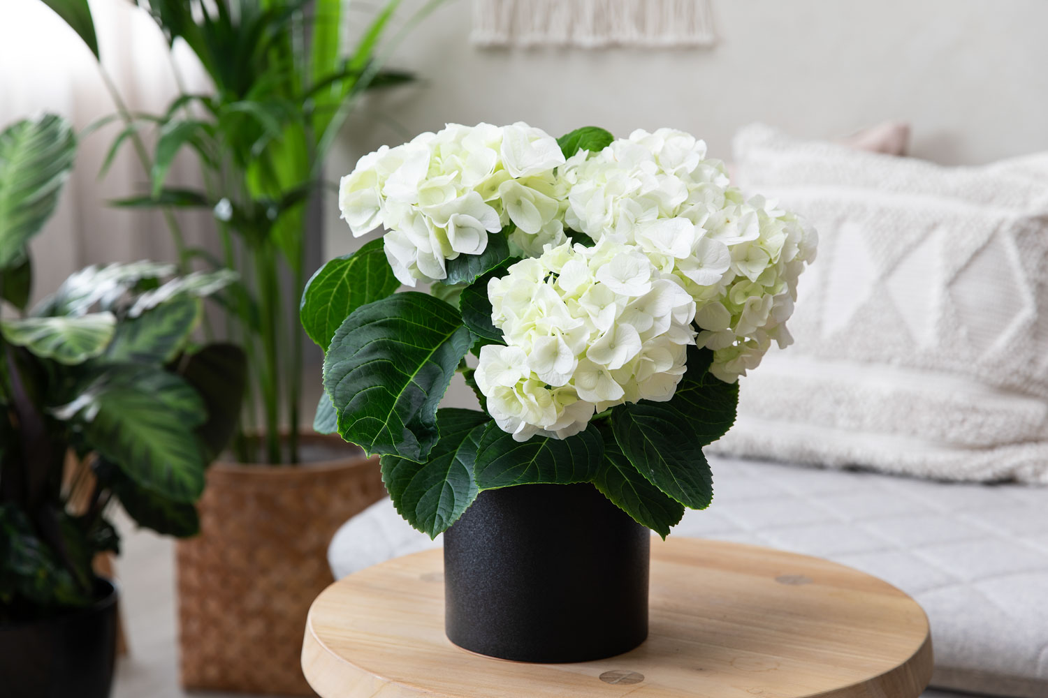 Hvit hortensia