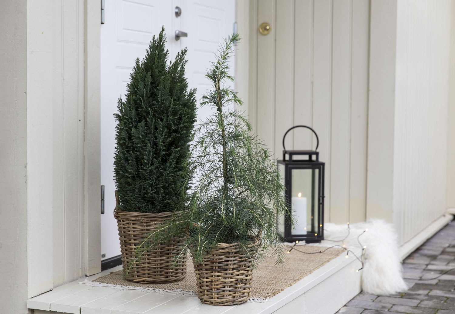 Vintergr&oslash;nne planter