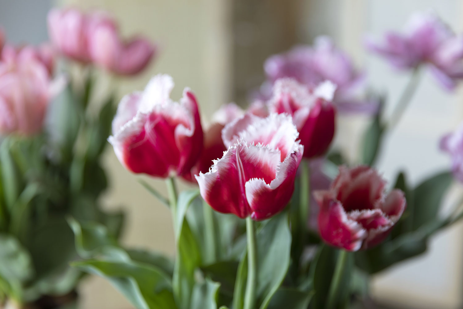 Tulipaner