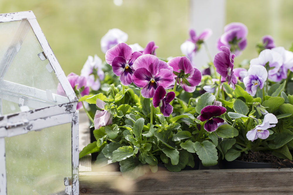 Viola