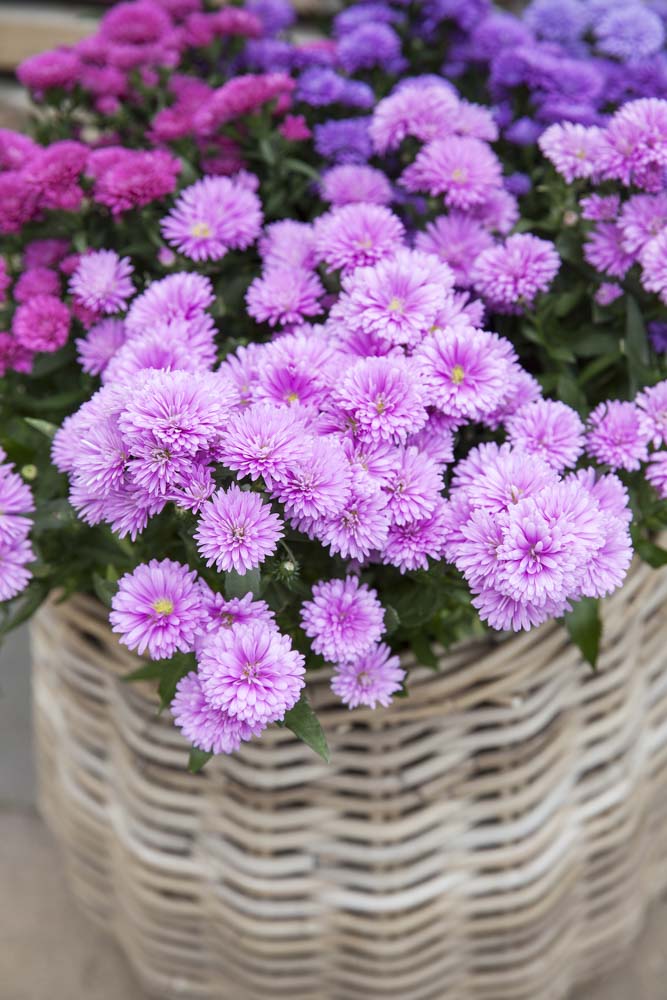 Asters