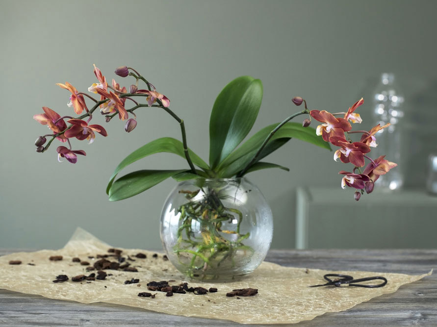 DIY: Sett orkid&eacute;en i en vase