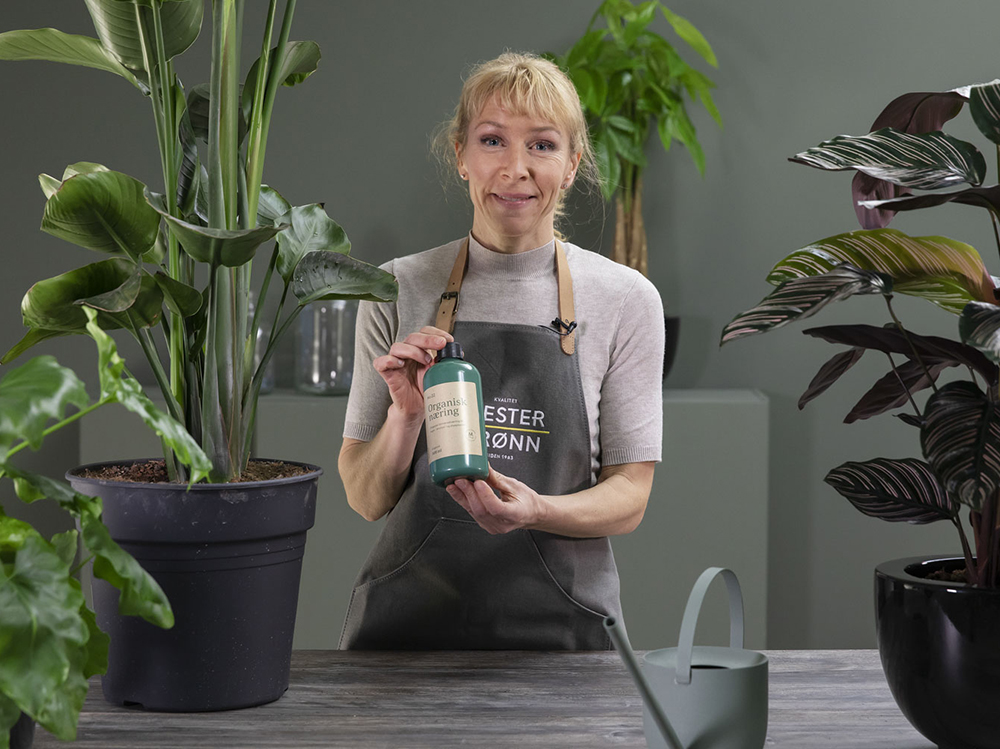 Slik gj&oslash;dsler du gr&oslash;nne planter