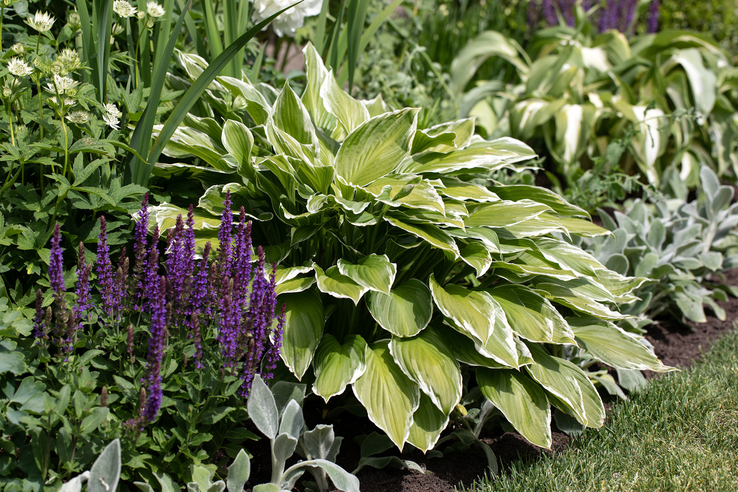 Hosta staudebed