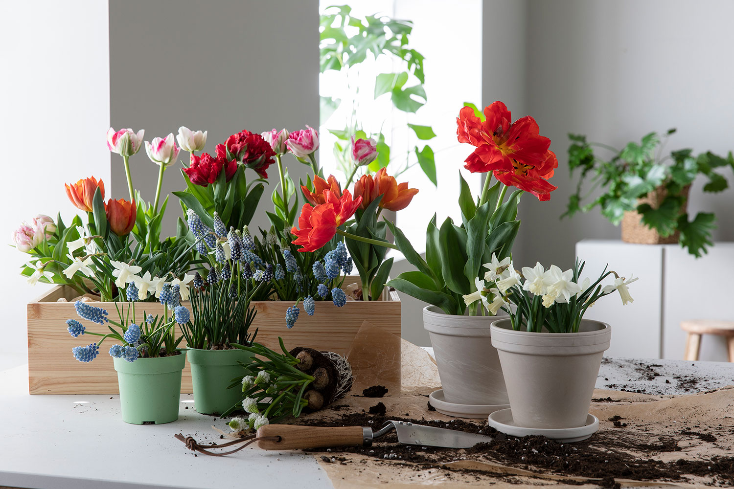 L&oslash;kblomster i potte